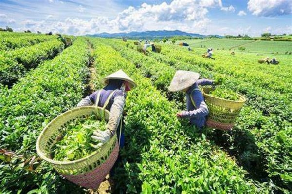 Vietnam is the 14th tea supplier to the UK.