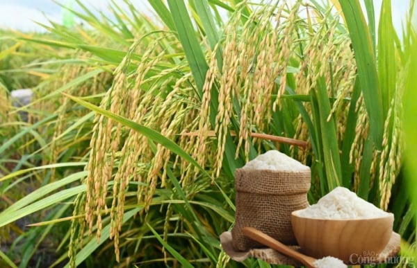 Rice price today March 15: Not much fluctuation