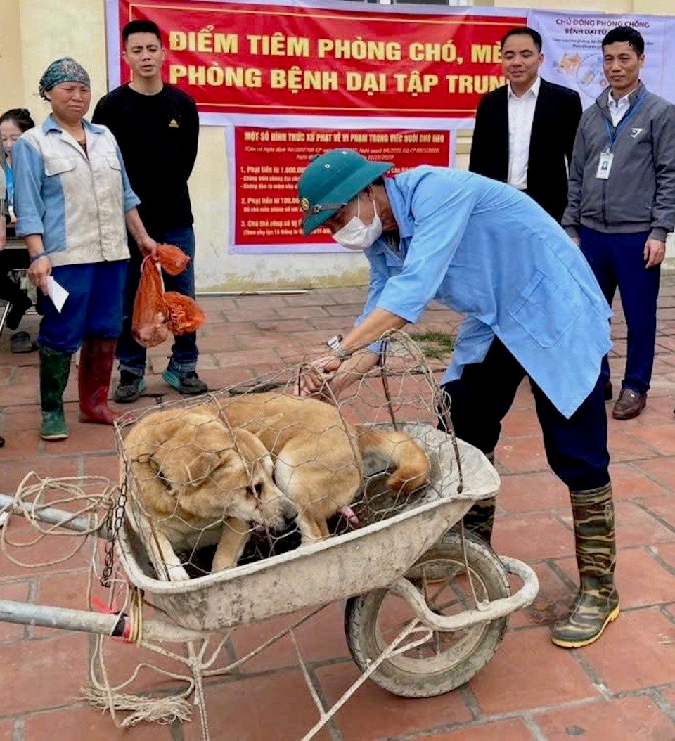 Tollwutimpfung für Hunde und Katzen im Bezirk Soc Son.