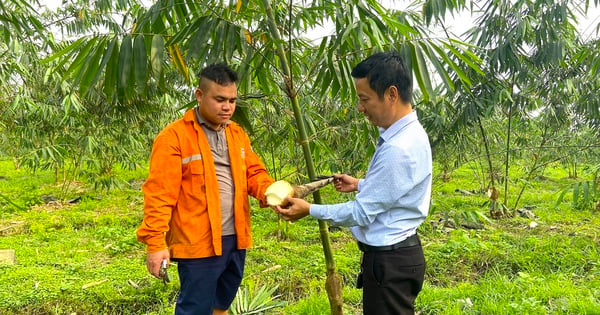 ដើមឬស្សី Manh Tong ប្រៀបបាននឹងឆ្នាំងស្ពាន់ និងបាយអថ្ម ដុះពន្លកឬស្សីឆ្ងាញ់ៗនៅ Ha Tinh ប្រជាជនក្លាយជាអ្នកមាន