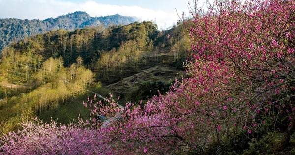 Seis lugares poco conocidos de Asia para ver los cerezos en flor