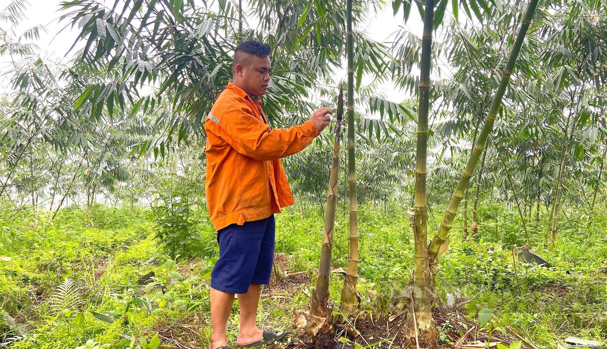 Nông dân Hà Tĩnh trồng “loại rau đặc biệt”, mọc nhọn hoắt từ dưới đất nhú lên, bán được tiền triệu - Ảnh 8.