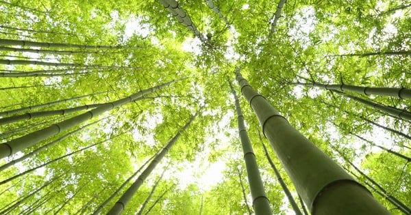 Bosque de bambú tan hermoso como la película Los Héroes del Cóndor en Mu Cang Chai