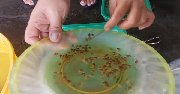 Great trick to use incense sticks to count 1,000 baby crabs as fast as a machine