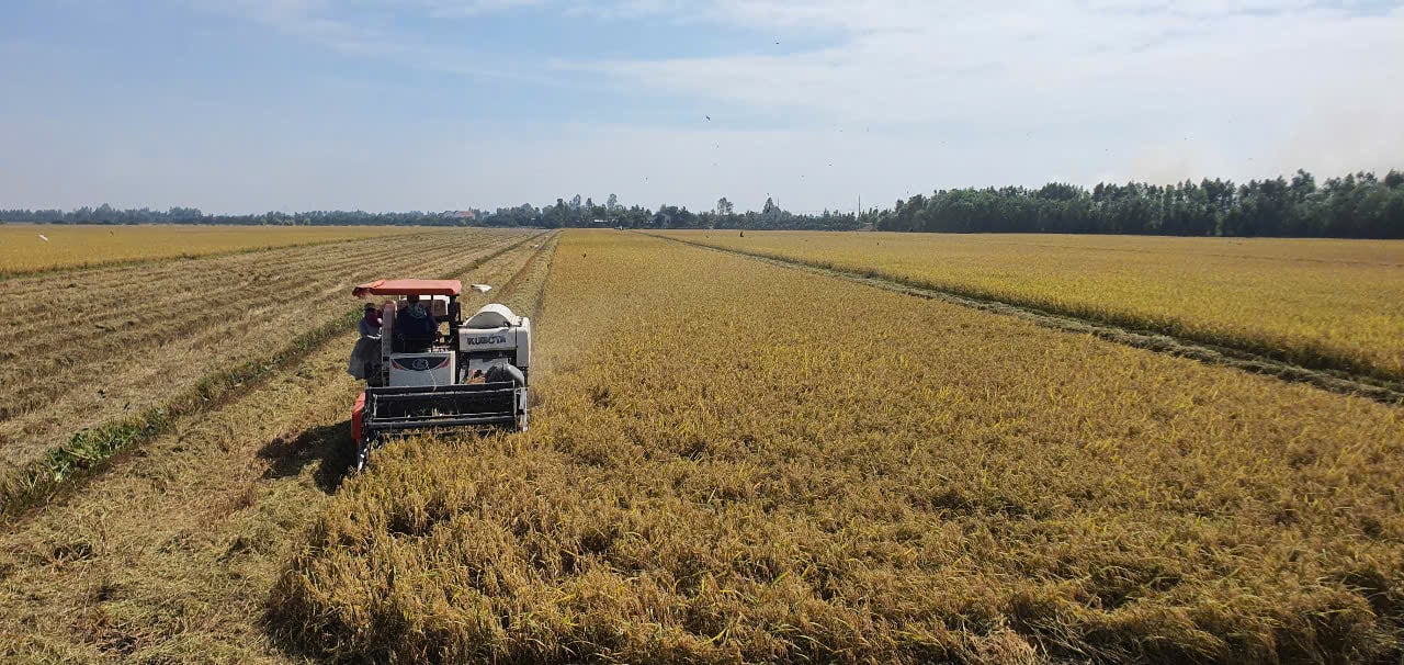 Ông nông dân tay lấm, chân bùn, suốt ngày lam lũ trên cánh đồng rộng 24 ha, mỗi năm thu lợi hơn 1,2 đồng - Ảnh 4.