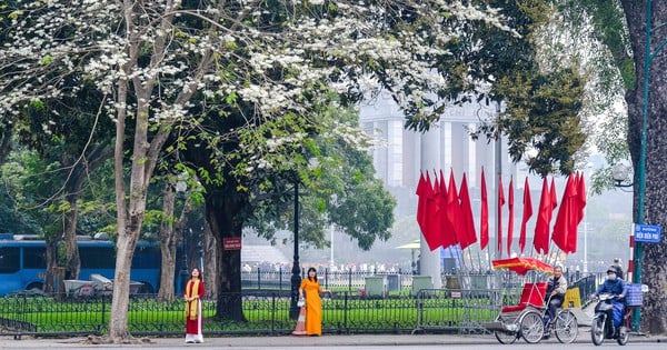 Las diminutas flores blancas que florecen en Hanoi hacen revolotear a todo aquel que las ve.