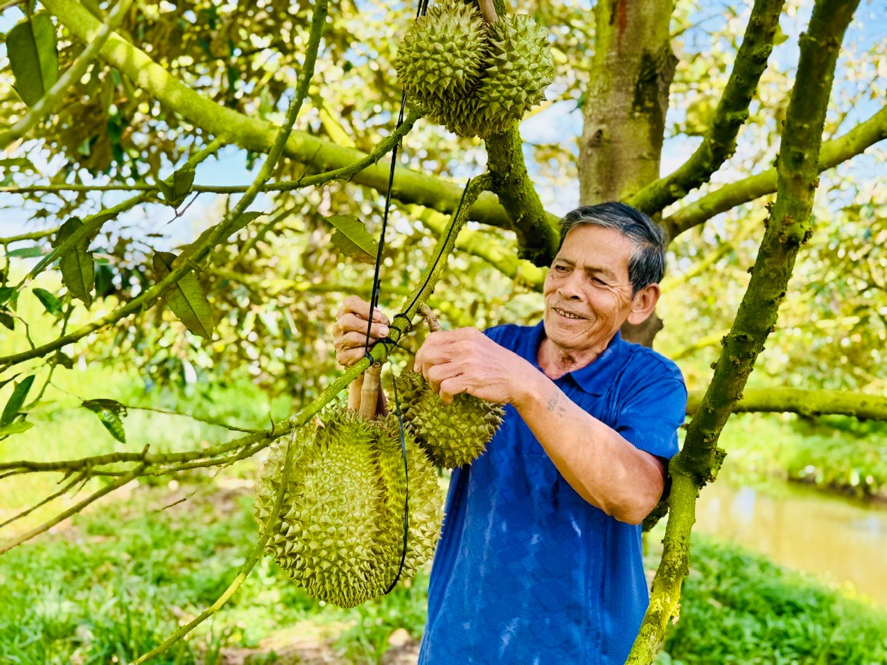 Un agricultor de Hau Giang recibió un Certificado al Mérito del Primer Ministro por cultivar durian fuera de temporada a buenos precios - Foto 2.