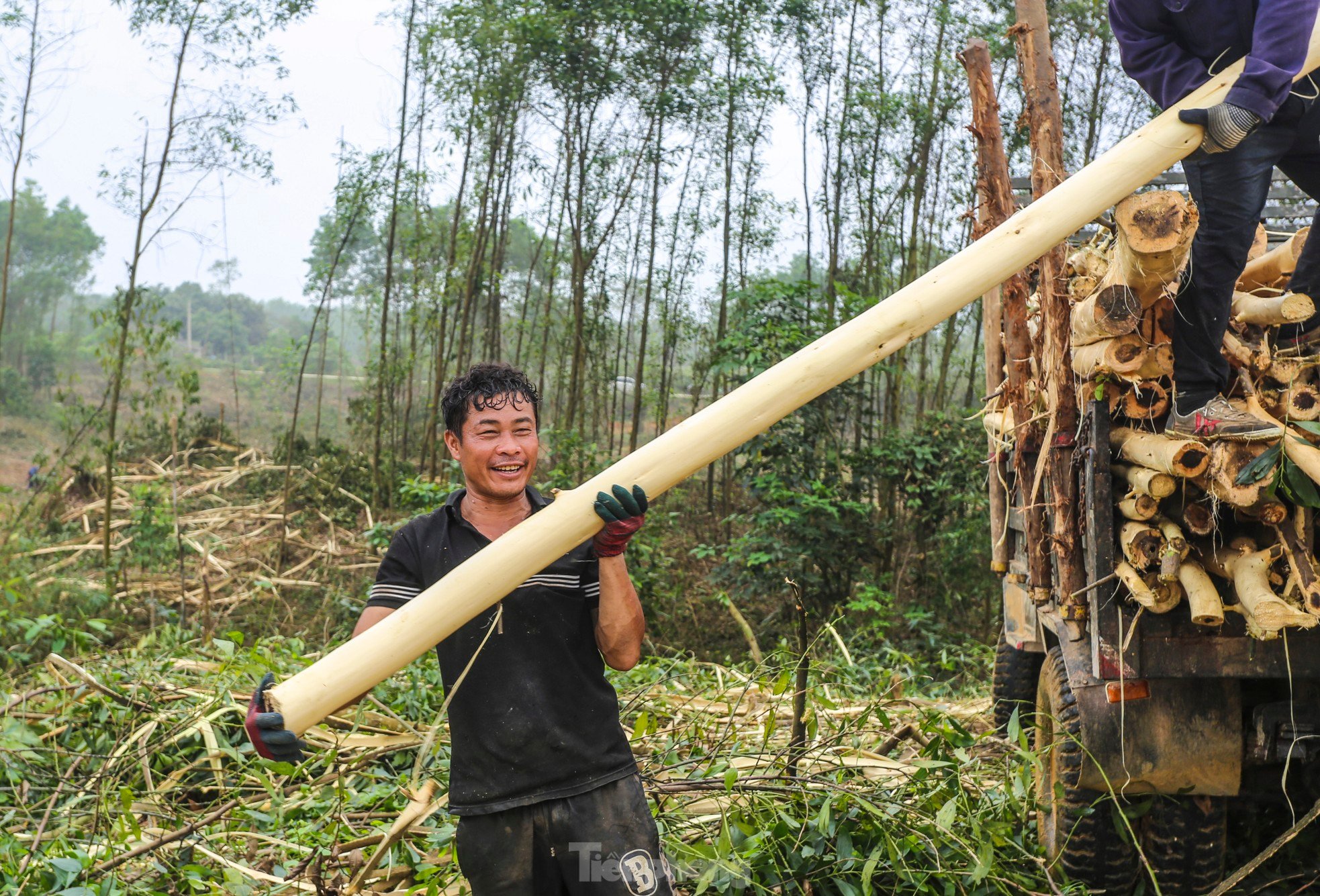 Vất vả nghề 'phu gỗ keo' ở vùng núi Hà Tĩnh ảnh 12