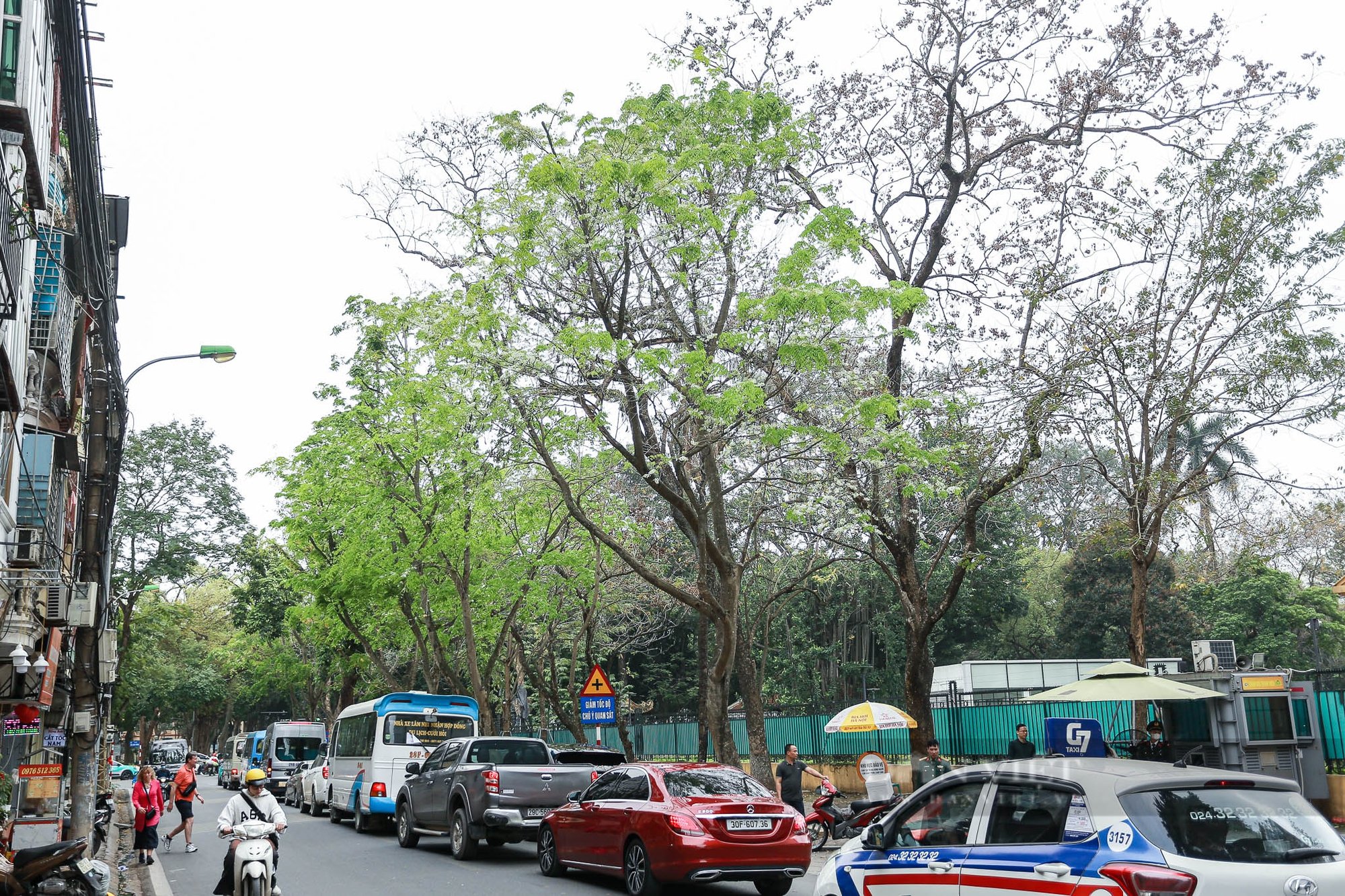 Ngắm hoa sưa nở trắng muốt khắp nẻo đường phố Hà Nội - Ảnh 1.