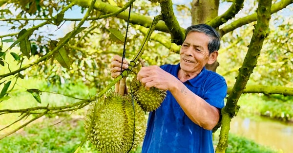 មហាសេដ្ឋី Hau Giang គឺជាកសិករដែលមានផ្ទៃដី ៤៦ ហិកតា ដាំទុរេនក្រៅរដូវ ហើយរាល់ពេលដែលគាត់លក់ចេញ គាត់ទទួលបានប្រាក់ចំណេញយ៉ាងច្រើន។