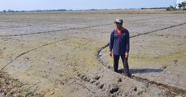 Le milliardaire Long An est un agriculteur qui cultive du durian et du riz dans un champ sans empreintes de pas.