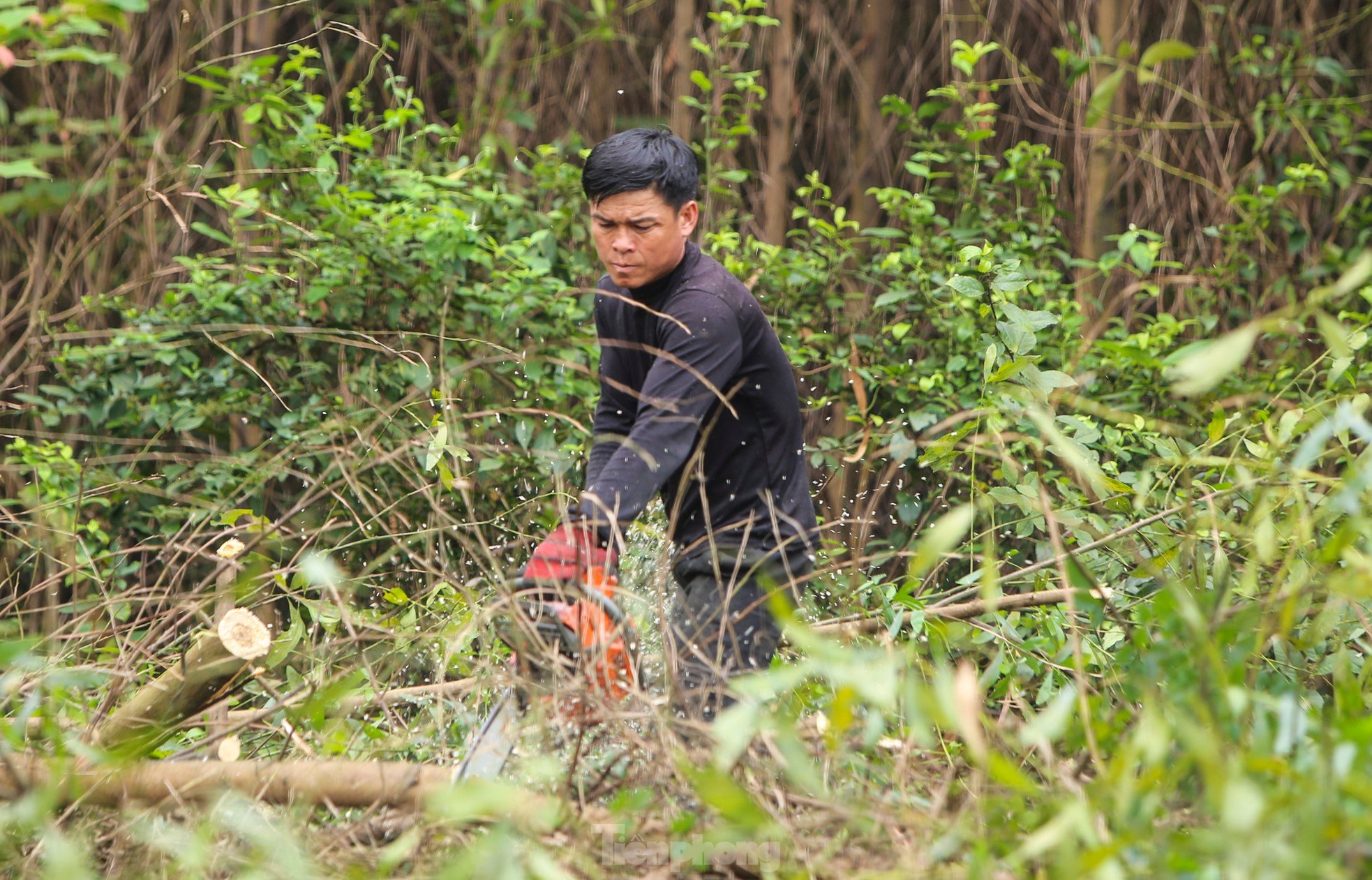 Vất vả nghề 'phu gỗ keo' ở vùng núi Hà Tĩnh ảnh 4