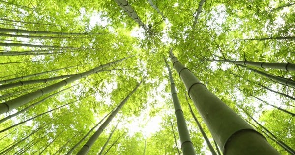 Entrando en el bosque de bambú tan hermoso como una película de esgrima en Mu Cang Chai