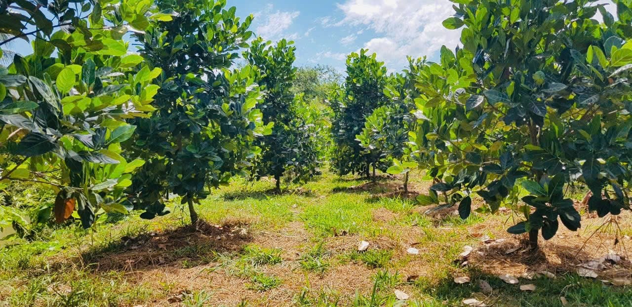 Un agricultor de Hau Giang recibió un Certificado al Mérito del Primer Ministro por cultivar durian fuera de temporada a buenos precios - Foto 4.