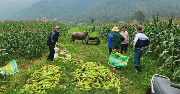 En este lugar de Nghe An, la gente cultiva maíz dulce que da "fruto" en el medio del tallo, tiene un sabor muy dulce y, tan pronto como se recoge, se vende.