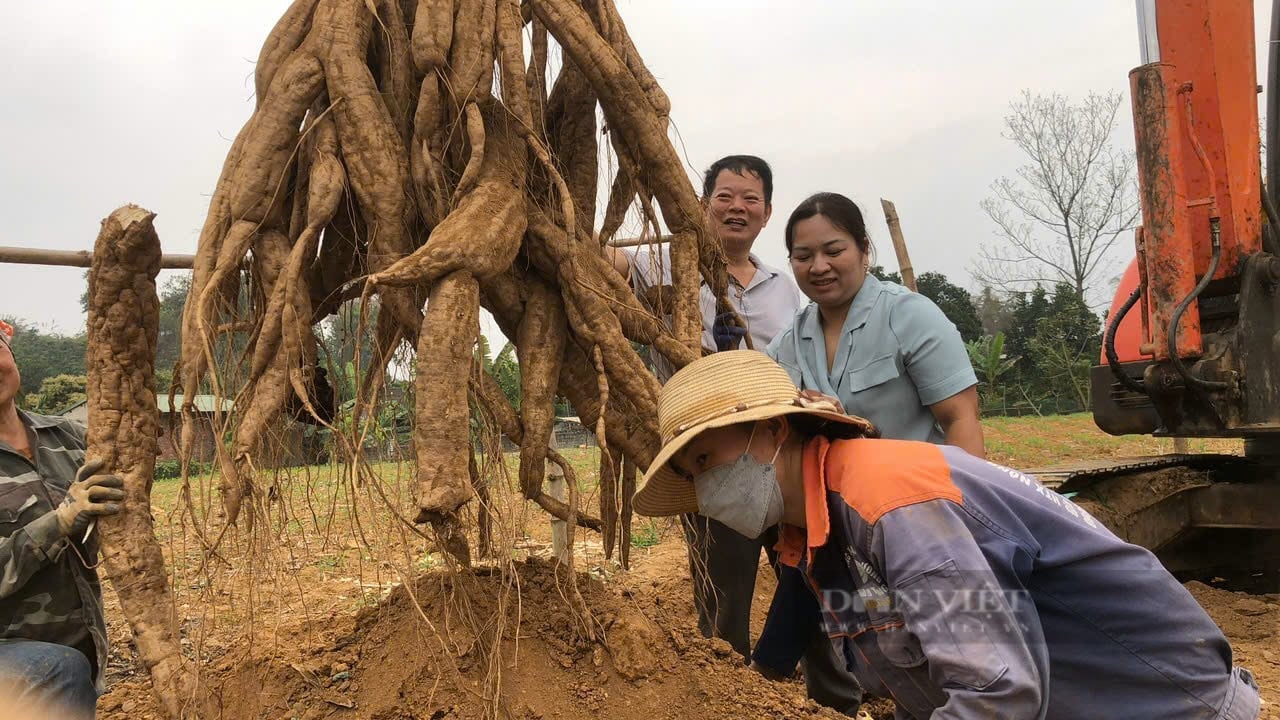 Củ gì nặng đến 40 kg mà người dân ở Lào Cai phải dùng máy xúc đào lên?  - Ảnh 5.