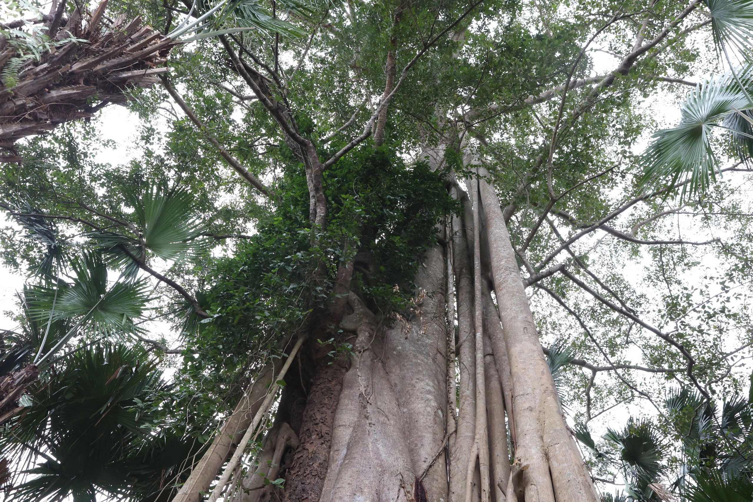 Les 3 premiers arbres patrimoniaux sur le territoire de Tan Trao