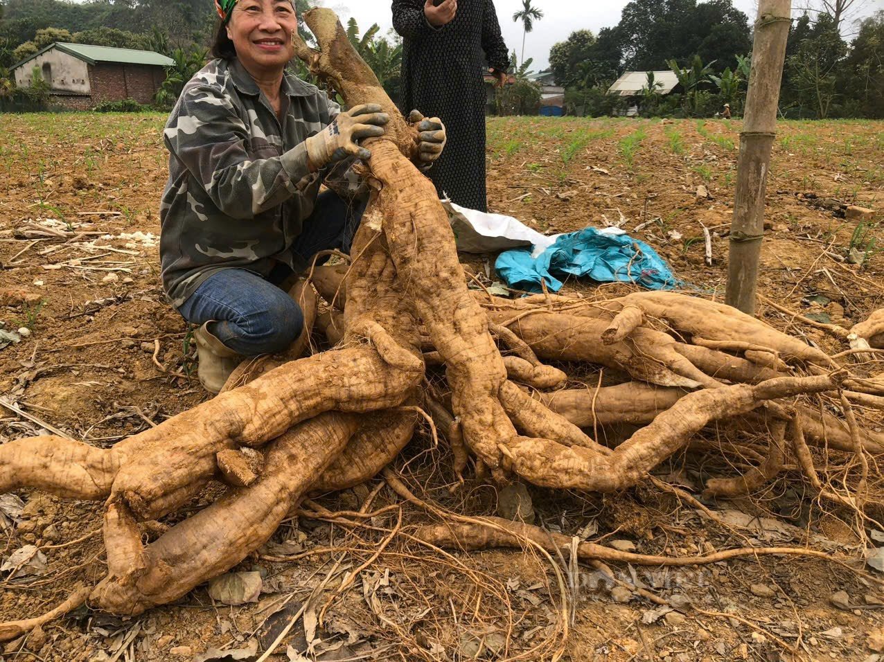 Củ gì nặng đến 40 kg mà người dân ở Lào Cai phải dùng máy xúc đào lên?  - Ảnh 3.