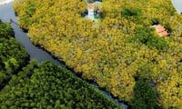 Hue erweitert Mangrovenwälder am Ende des Huong-Flusses