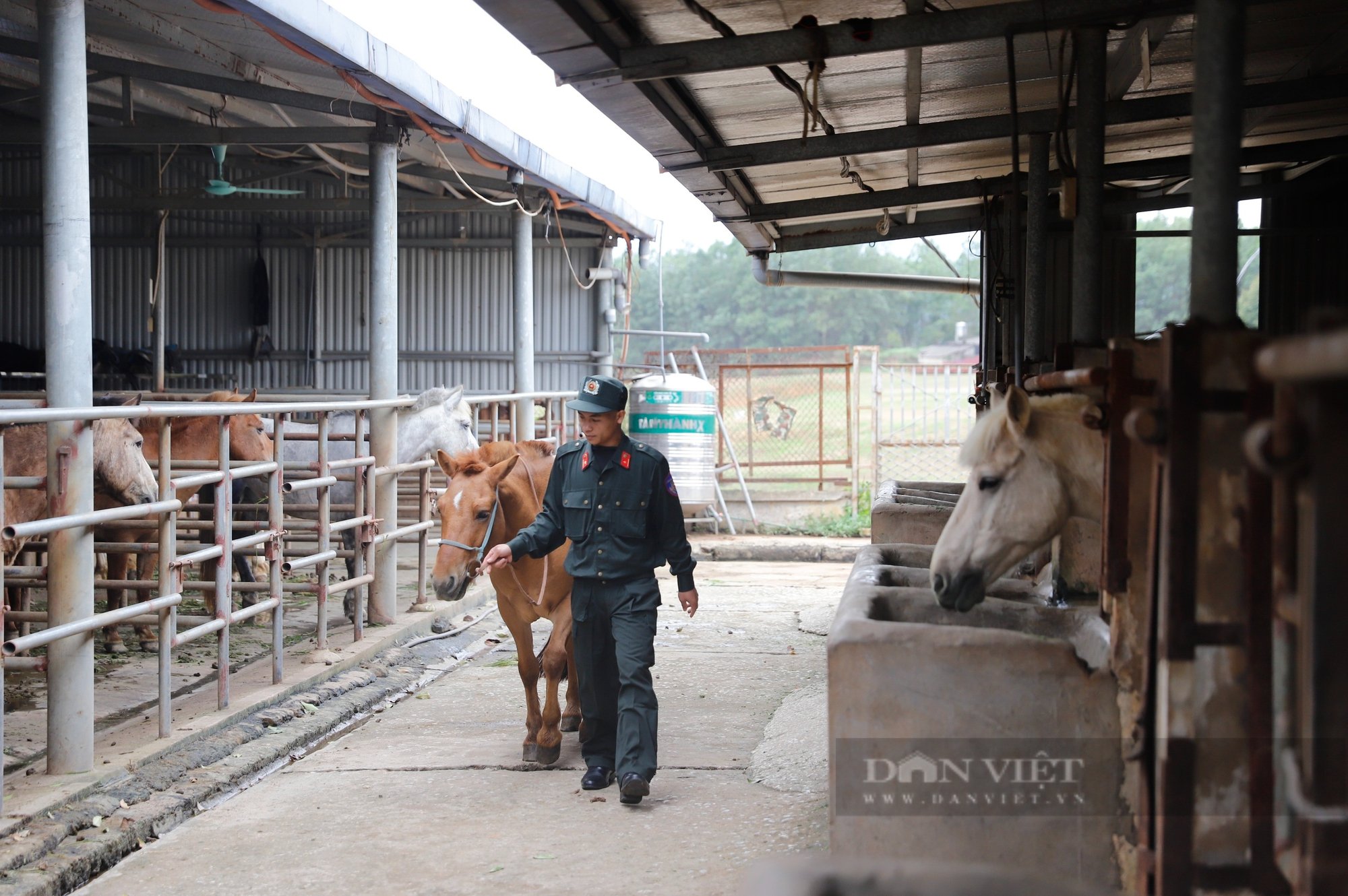 Ngựa của Cảnh sát cơ động Kỵ binh được chăm sóc như nào trước ngày vào TPHCM thực hiện nhiệm vụ?- Ảnh 1.