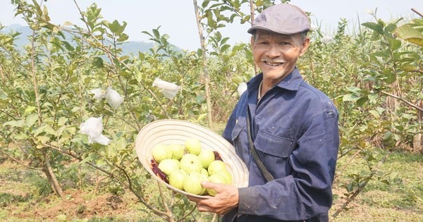 Esta es una fruta deliciosa, crujiente y dulce, un agricultor de Da Nang la cultivó con éxito y la vendió toda.