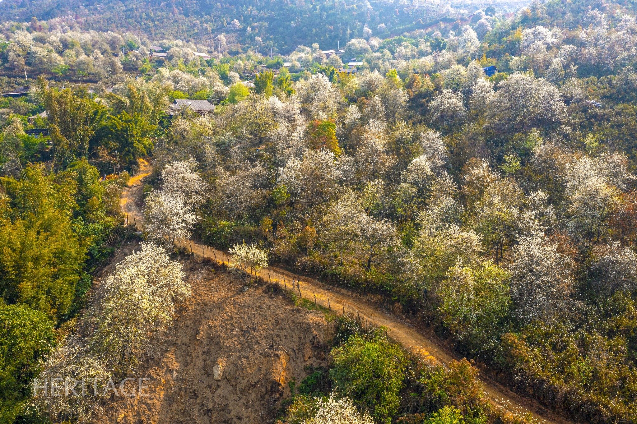 Go to Lung Cung to see hawthorn flowers covering the mountains and forests in white