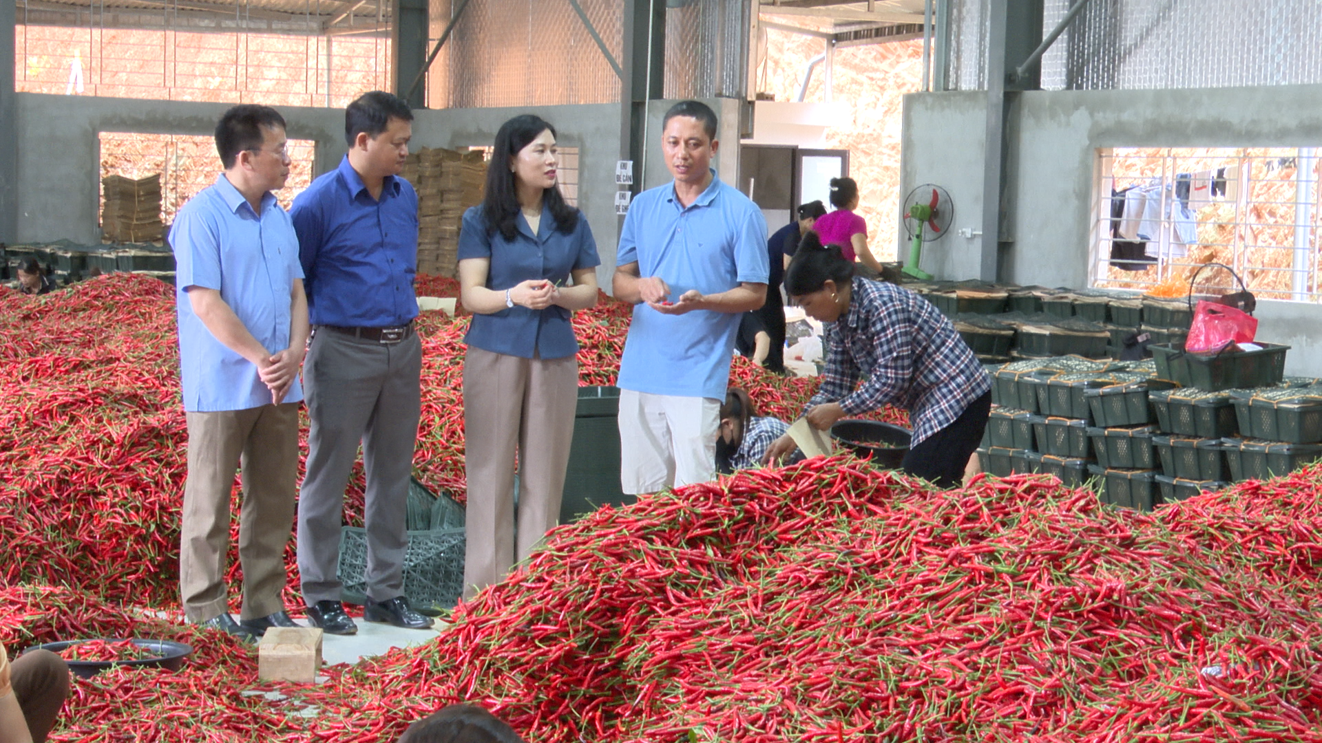 Tạo chuỗi liên kết sản xuất hàng hóa ổn định nông dân thu nhập khá - Ảnh 2.