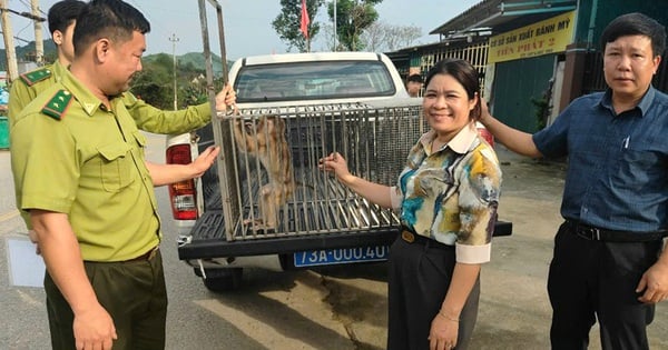 El macaco de cola de cerdo, el macaco dorado y dos animales salvajes incluidos en el Libro Rojo acaban de ser entregados a los guardabosques del bosque de Quang Binh.