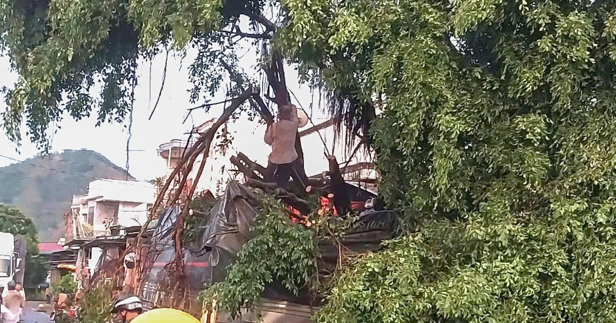 Un antiguo árbol baniano fue arrancado de raíz y un coche quedó aplastado por las fuertes lluvias en Lam Dong.