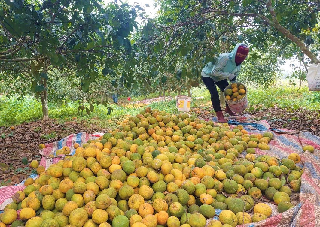 Bán 10kg PQ quýt không mua nổi bát phở, dân nơi này ở Nghệ An sót ruột nhìn quả rụng la liệt- Ảnh 3.