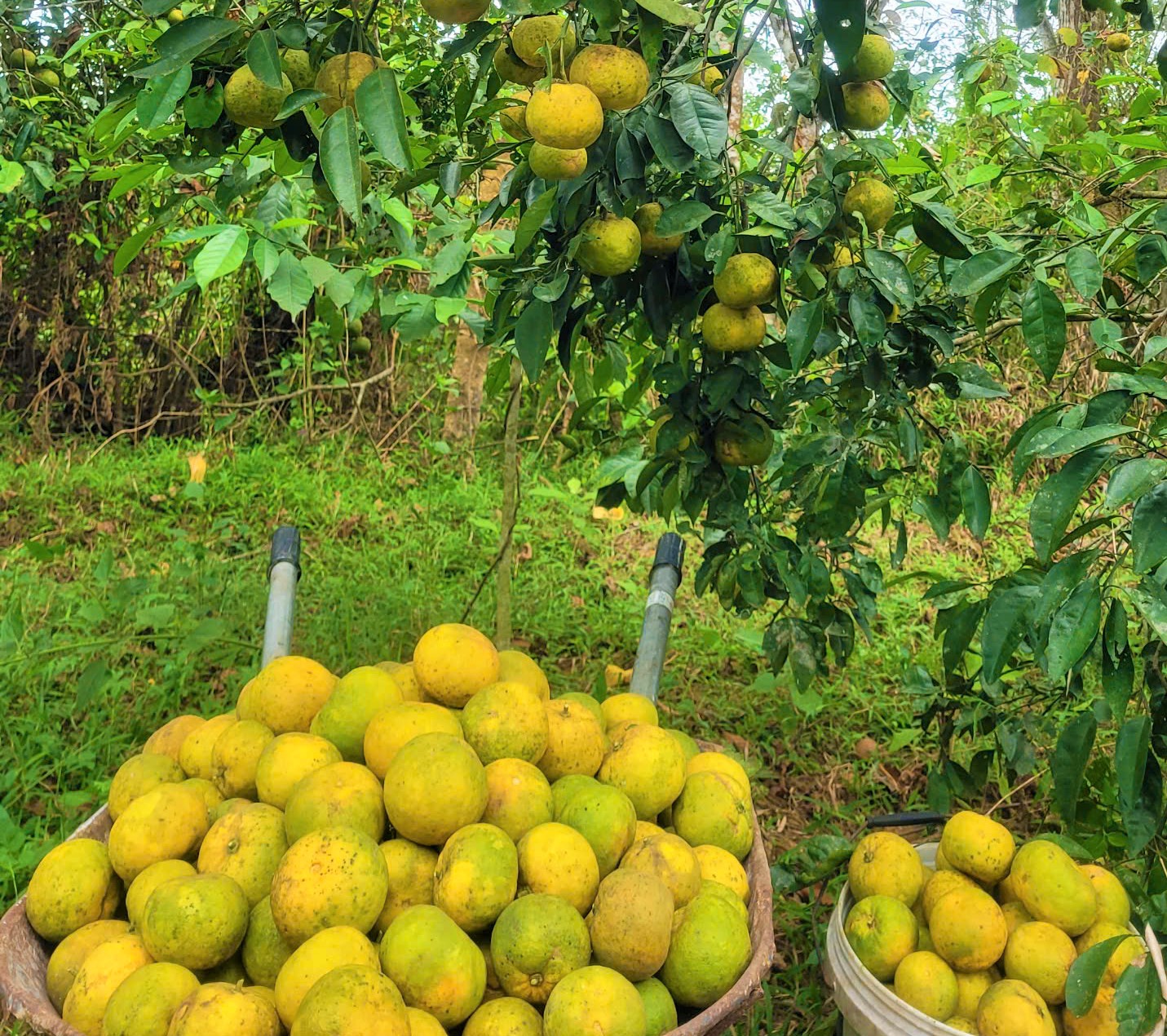 Bán 10kg PQ quýt không mua nổi bát phở, dân nơi này ở Nghệ An sót ruột nhìn quả rụng la liệt- Ảnh 5.