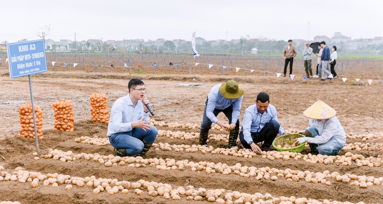 Hợp tác công tư canh tác khoai tây bền vững nâng tầm giá trị nông sản Việt Nam