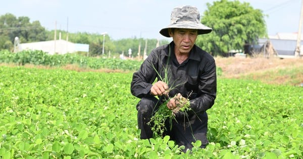 What is the plant Kim Tien Thao, what effect does it have that in Tay Ninh people call it the precarious plant, sometimes uprooting it and giving it away?