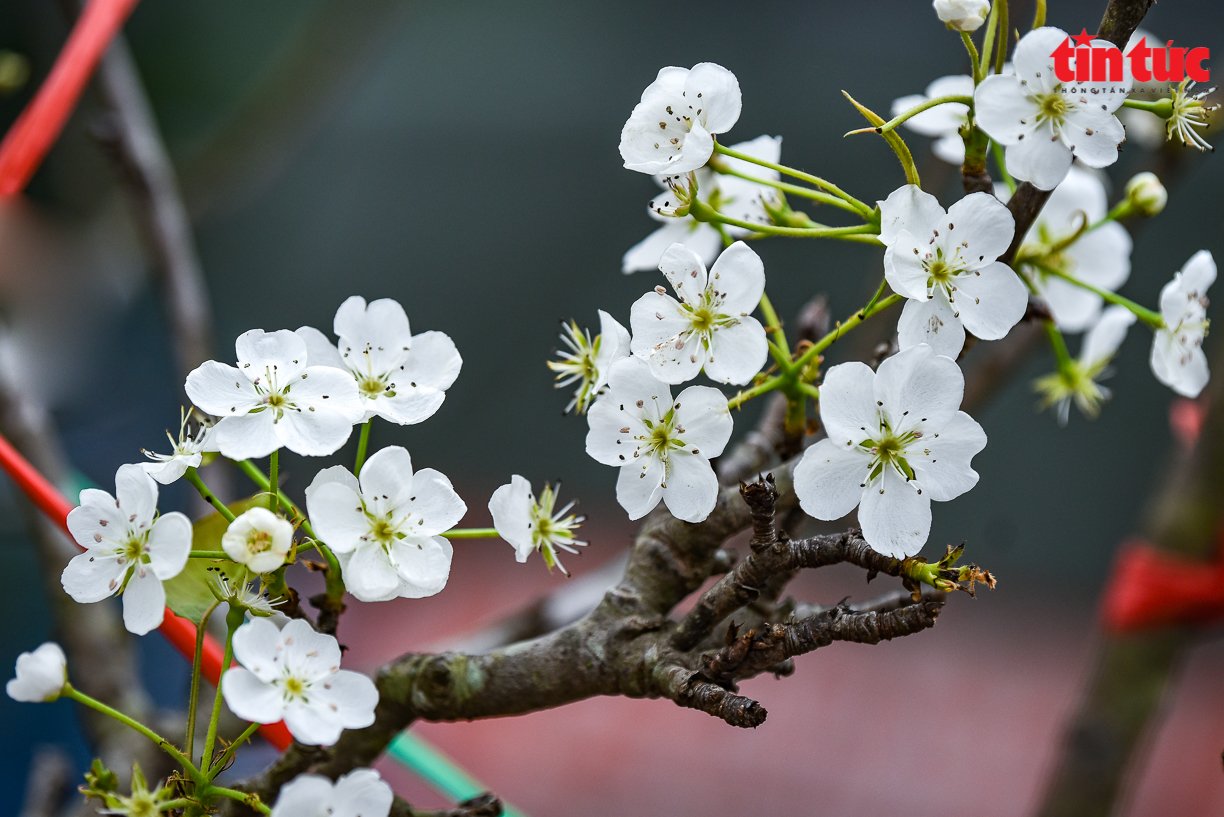 Weiße Birnenblüte auf dem felsigen Berg Cao Bang