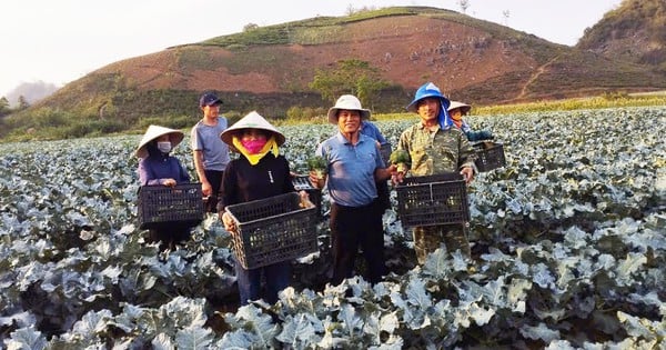 ¿Cómo cultivar con éxito verduras fuera de temporada para exportar al extranjero? La cooperativa de Son La gana 100 mil millones al año.