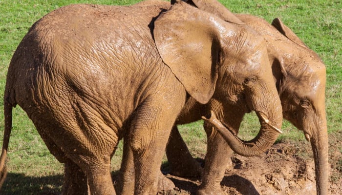 動物の糞から絶滅危惧種を救う