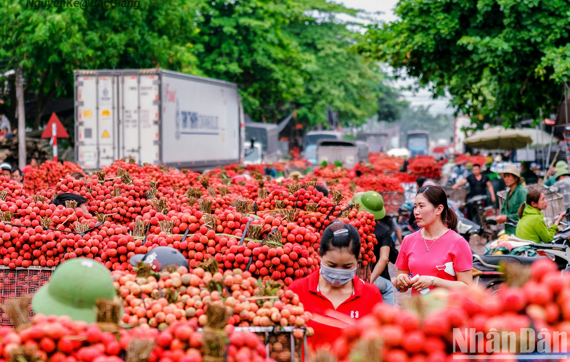 [Ảnh] Vải thiều Lục Ngạn, sản phẩm OCOP nổi tiếng của Bắc Giang ảnh 8