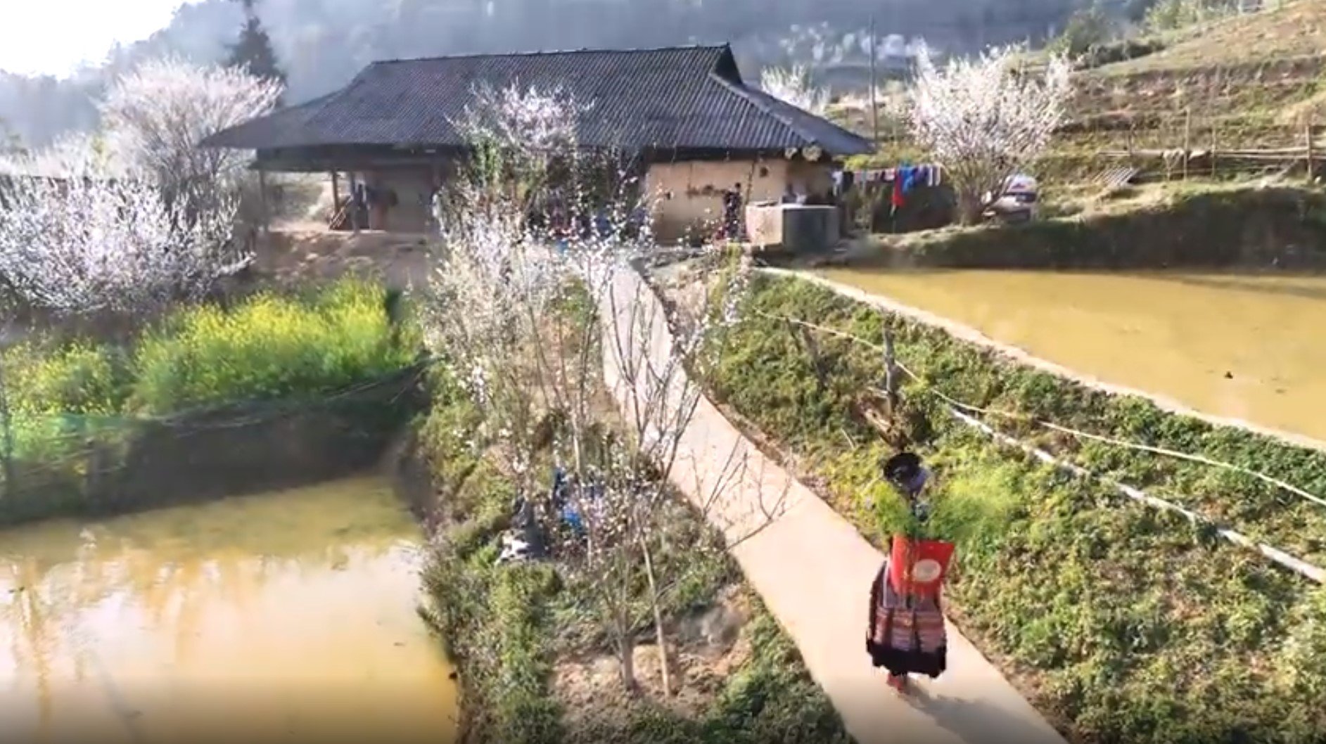 Ta Van Chu Plateau is beautiful and peaceful in the white plum blossom season