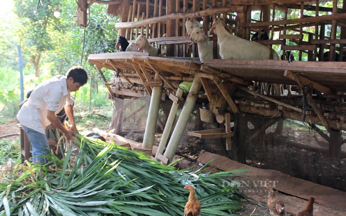 Giá dê tăng cao kỷ lục, nông dân Đồng Nai cẩn trọng tái đàn- Ảnh 2.