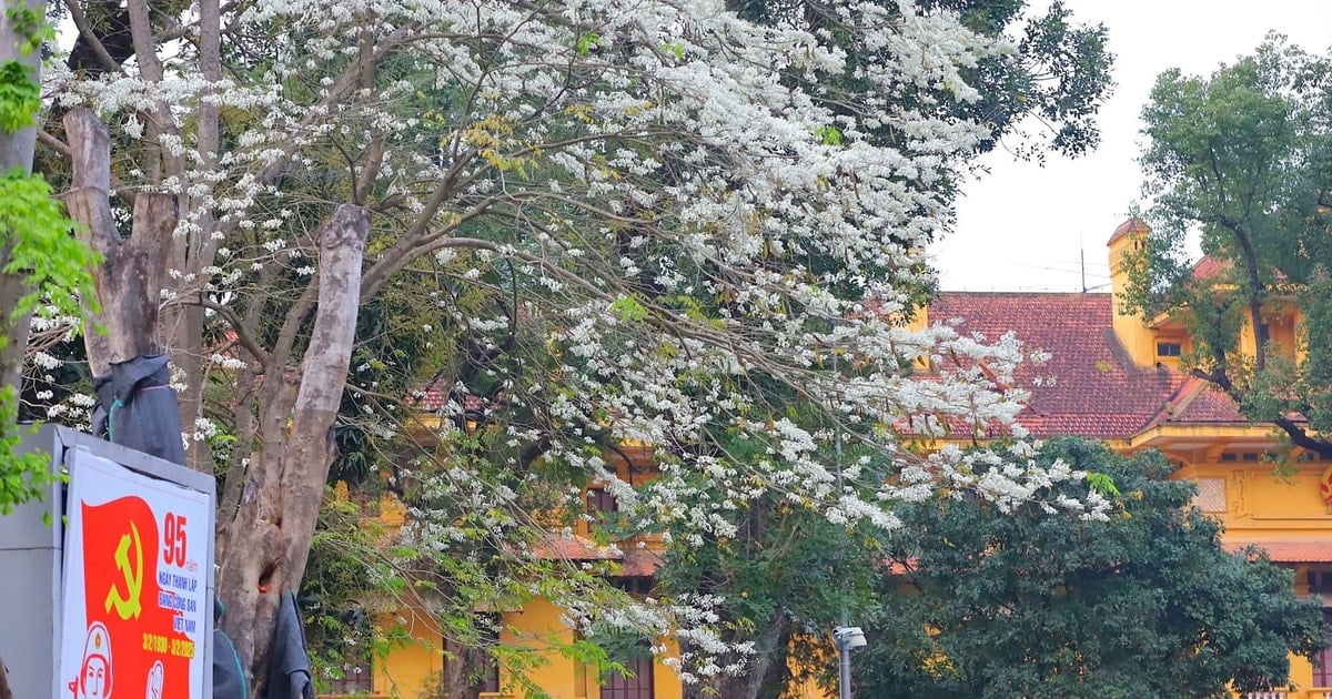 Fascinated by the 'pure white' flowers blooming all over the capital