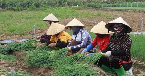 Farmers in a coastal area in Nghe An are making a lot of money from what kind of tree, which sells out as soon as it is sold?