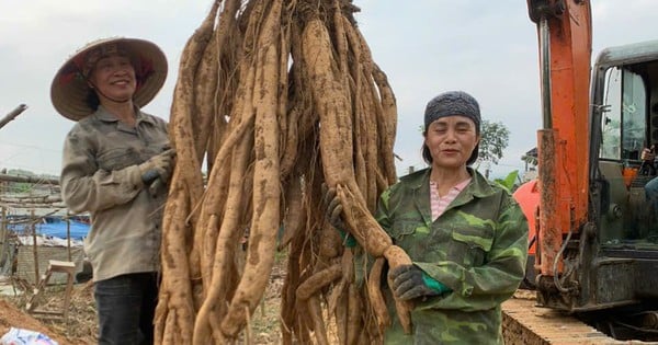 How to grow cassava to produce giant tubers, people in this commune in Lao Cai hired excavators to dig it up?