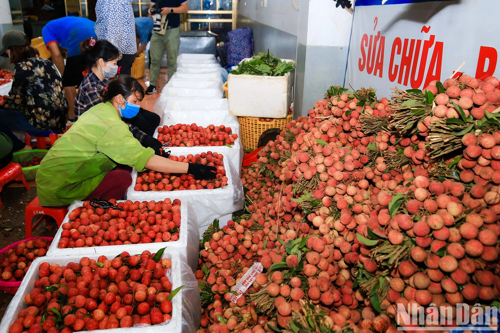 [Ảnh] Vải thiều Lục Ngạn, sản phẩm OCOP nổi tiếng của Bắc Giang ảnh 9