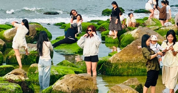 Admirez le champ de mousse de Nam O, un « paradis d'enregistrement » pour les jeunes