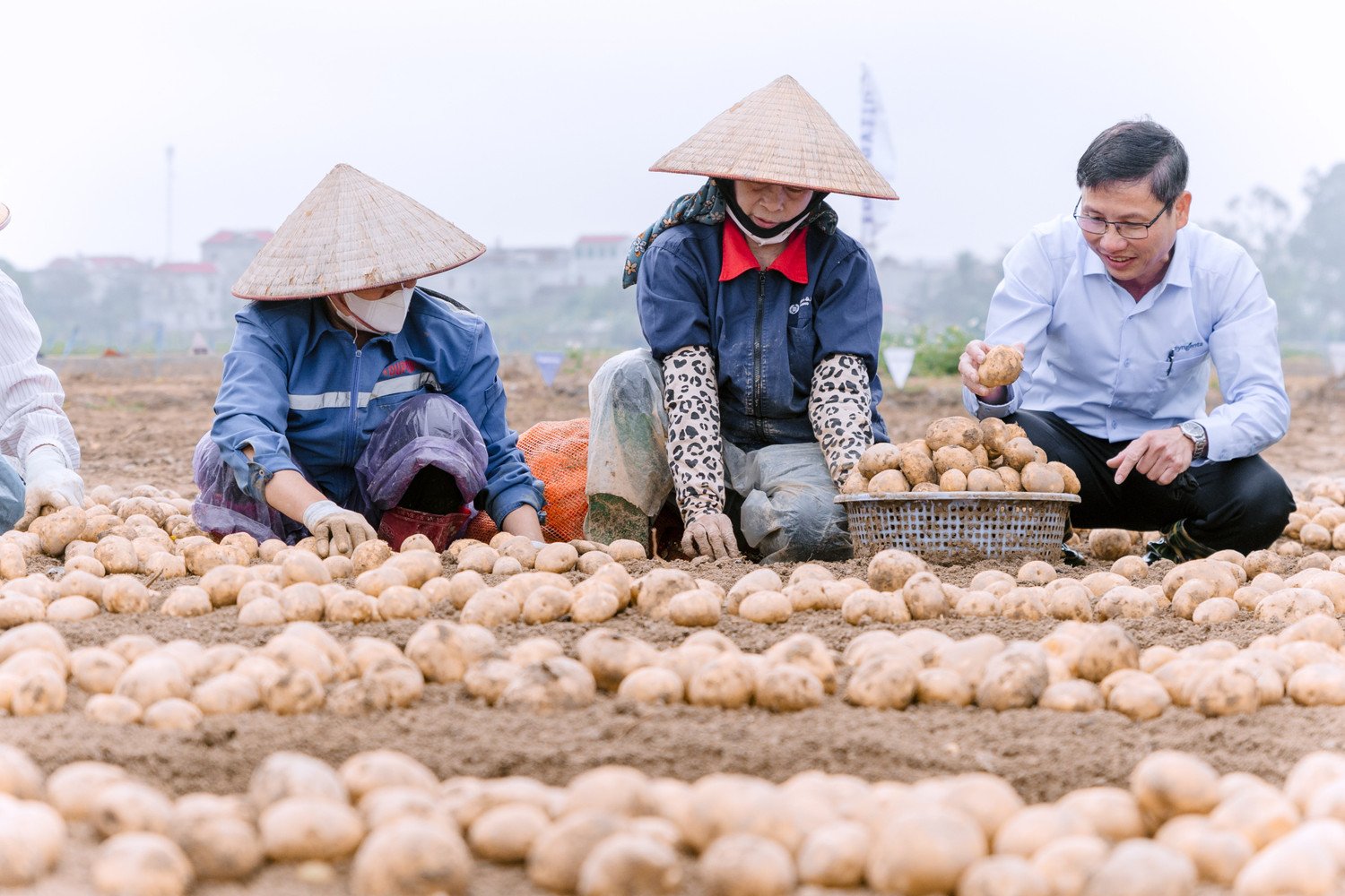 PepsiCo, Syngenta mở rộng mô hình sản xuất khoai tây bền vững ra phía Bắc