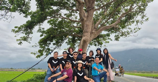 Check-in at the lonely tree named after superstar Kim Thanh Vu