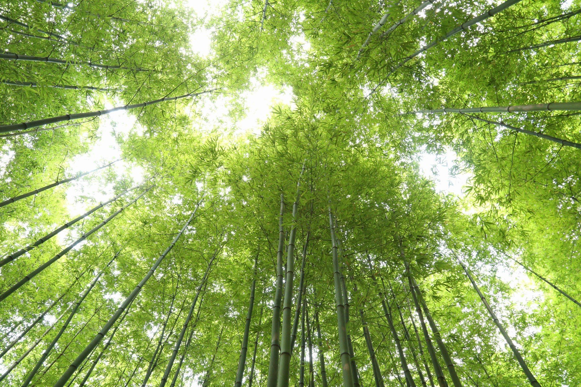 Entrando en el bosque de bambú tan hermoso como una película de esgrima en Mu Cang Chai