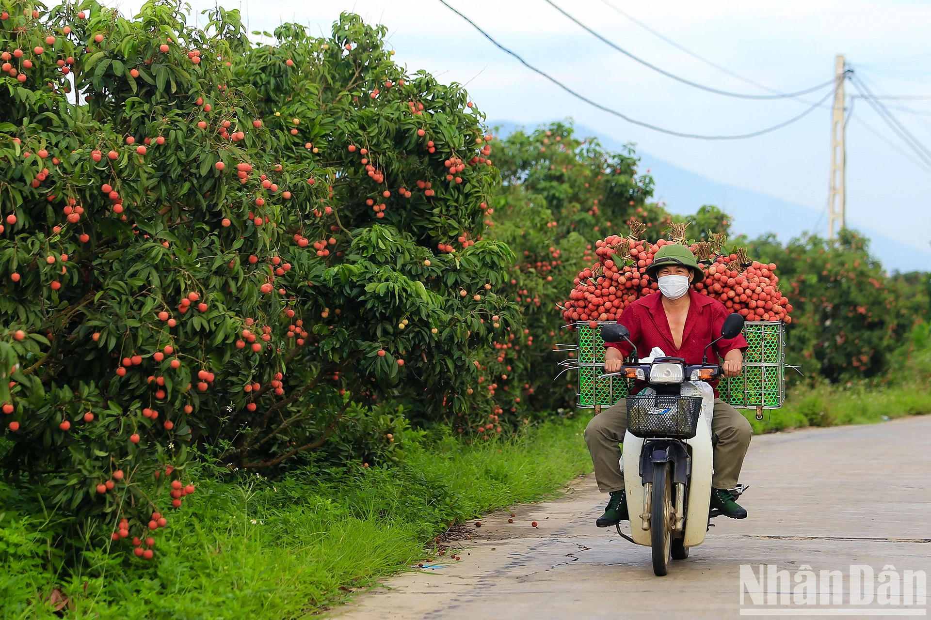 [Ảnh] Vải thiều Lục Ngạn, sản phẩm OCOP nổi tiếng của Bắc Giang ảnh 4