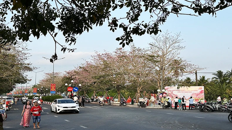 La première semaine attrayante de fleurs de trompette roses à Chau Thanh, Soc Trang photo 3