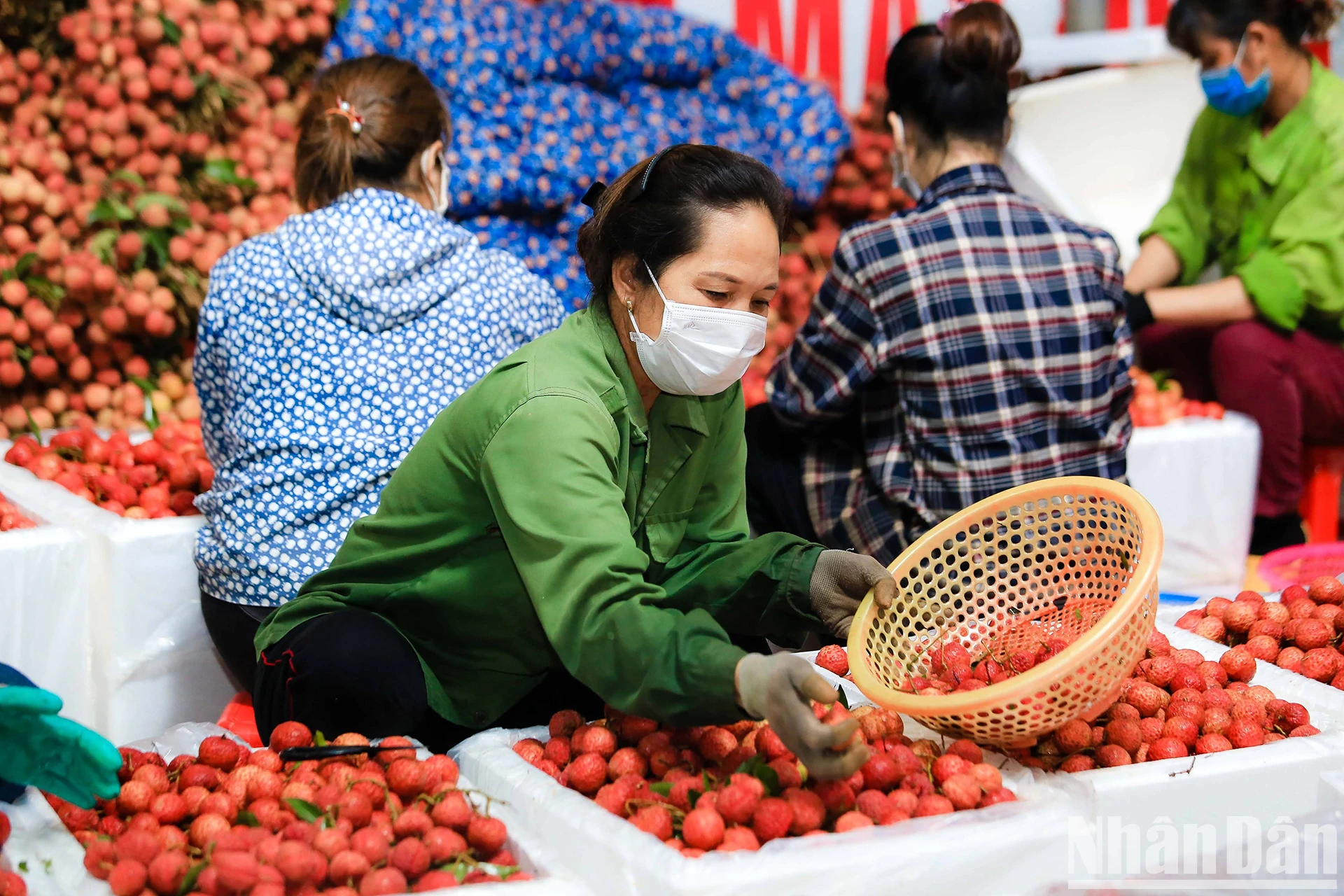 [Ảnh] Vải thiều Lục Ngạn, sản phẩm OCOP nổi tiếng của Bắc Giang ảnh 12